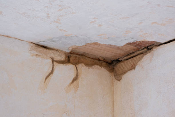 Best Mold removal after water damage  in Black River, NY